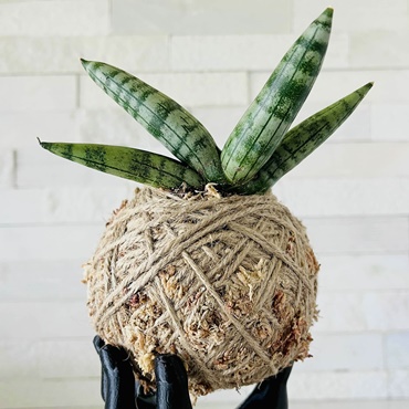 Kokedama DIY