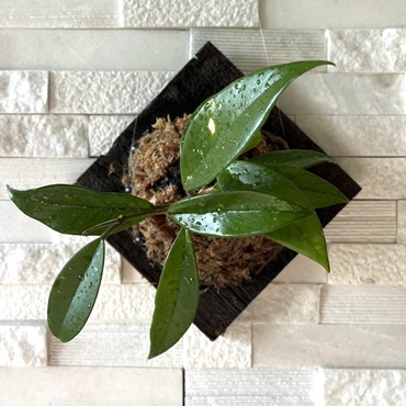 DIY Wall Mounted Plants